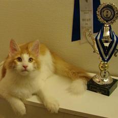 Norsk Skovkat DK Bonderosens Aske