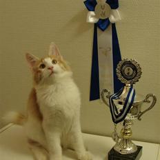 Norsk Skovkat DK Bonderosens Aske