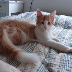 Norsk Skovkat DK Bonderosens Aske