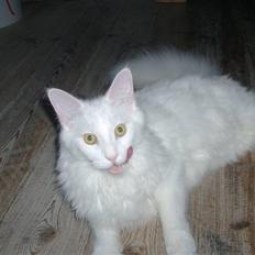 Maine Coon Cosmo