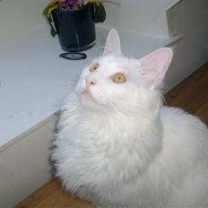 Maine Coon Cosmo