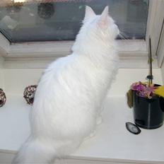 Maine Coon Cosmo