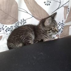 Huskat Agent 00knurhår