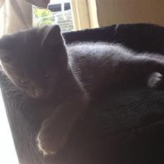 Huskat Bølle ( Død ) 