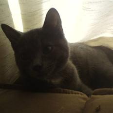 Huskat Bølle ( Død ) 