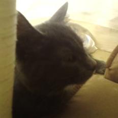 Huskat Bølle ( Død ) 