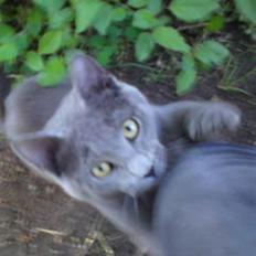 Blanding af racer Bella