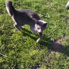 Blanding af racer Bella