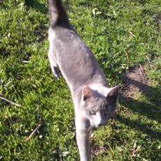 Blanding af racer Bella