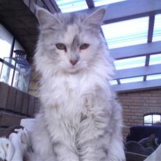 Blanding af racer Freja