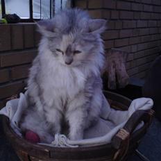 Blanding af racer Freja