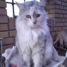 Blanding af racer Freja