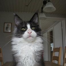 Maine Coon Coon Danica Poker Face