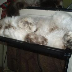 Blanding af racer Nicolina Død d. 08-09-10