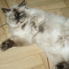 Blanding af racer Nicolina Død d. 08-09-10