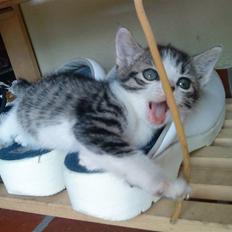 Huskat Lillemis savner dig ;,,(