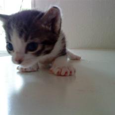 Huskat Lillemis savner dig ;,,(