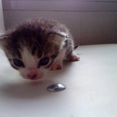 Huskat Lillemis savner dig ;,,(