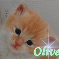 Maine Coon Oliver