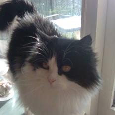 Blanding af racer Miss Jones