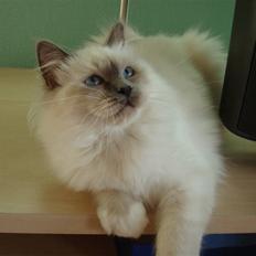 Hellig Birma Asja Blåmasket