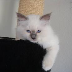 Hellig Birma Asja Blåmasket