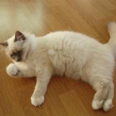 Hellig Birma Asja Blåmasket