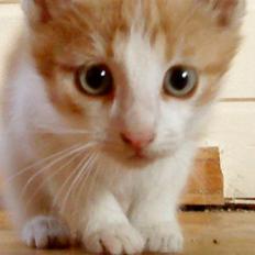 Huskat bøllemis(død)