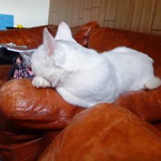 Blanding af racer Plet