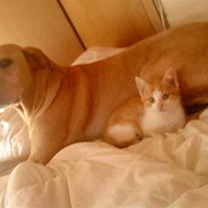 Huskat bøllemis(død)