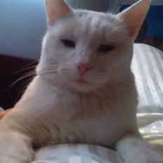 Blanding af racer Plet