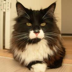 Norsk Skovkat Fagan´s Klods Hans (Numa)