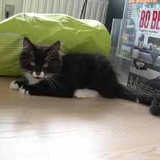 Norsk Skovkat Fagan´s Klods Hans (Numa)