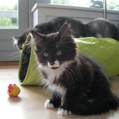 Norsk Skovkat Fagan´s Klods Hans (Numa)