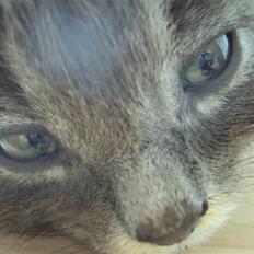 Blanding af racer Gizmo