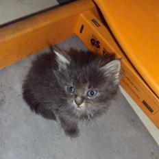 Blanding af racer Gizmo