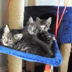 Blanding af racer Gizmo