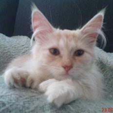 Blanding af racer Bella (P) 