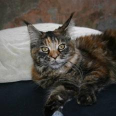 Maine Coon Donderboss Charming Clare