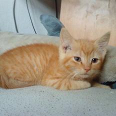 Blanding af racer missen