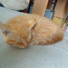 Blanding af racer missen