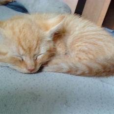 Blanding af racer missen