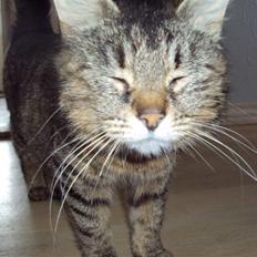 Blanding af racer Fru.Olsen R.I.P