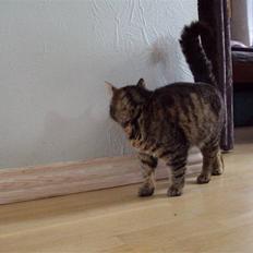 Blanding af racer Fru.Olsen R.I.P