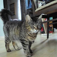 Blanding af racer Fru.Olsen R.I.P