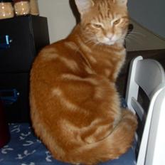 Europé Ricky (Richard Gere)