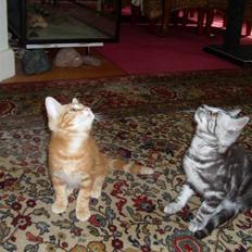 Europé Ricky (Richard Gere)