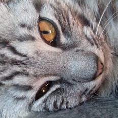 Europé Hubert (Qin shi Huang)