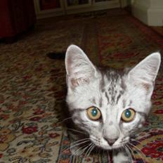 Europé Hubert (Qin shi Huang)