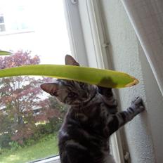 Europé Hubert (Qin shi Huang)